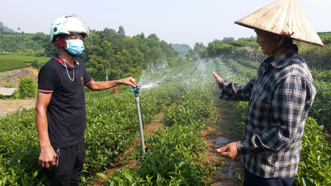 Kỹ Thuật Canh Tác Cây Chè 2