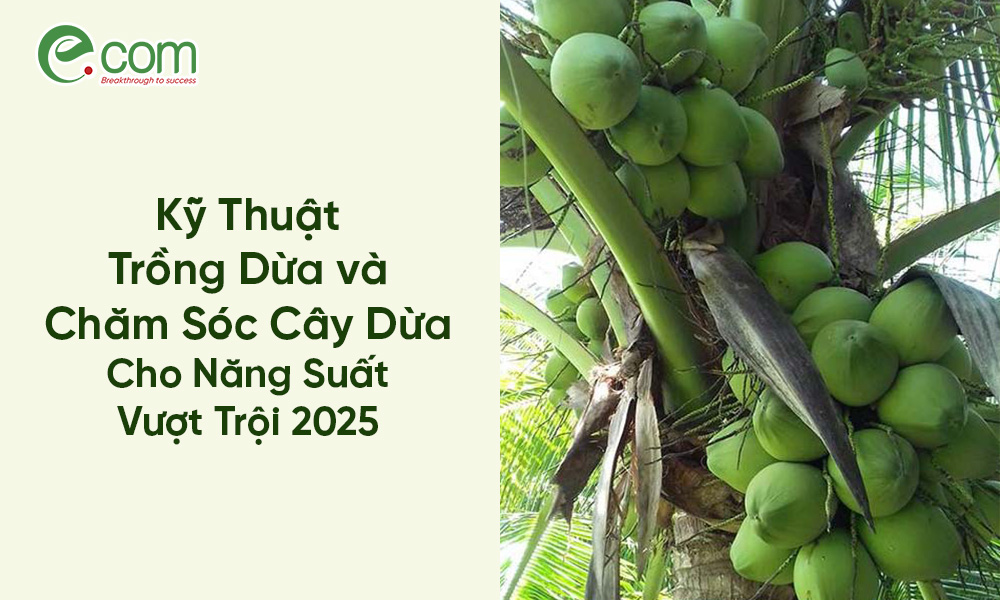 Kỹ Thuật Trồng Dừa