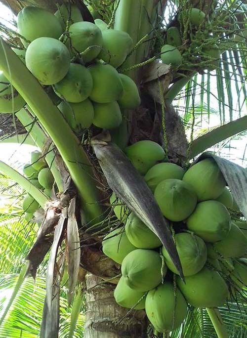 Kỹ Thuật Trồng Dừa 2