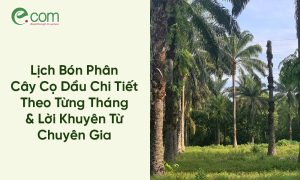 Thời Điểm Trồng Cọ Dầu 1