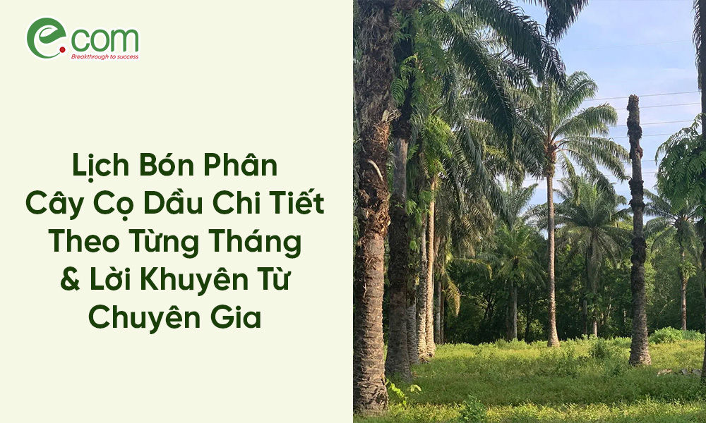 Lịch Bón Phân Cây Cọ Dầu Chi Tiết Theo Từng Tháng & Lời Khuyên Từ Chuyên Gia