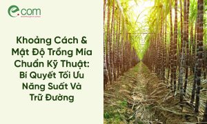 Mật Độ Trồng Mía 1