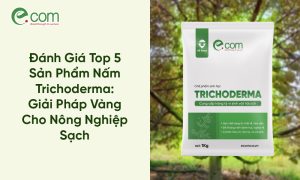 Nấm Trichoderma