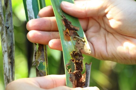 Sâu Bệnh Cây Dừa 