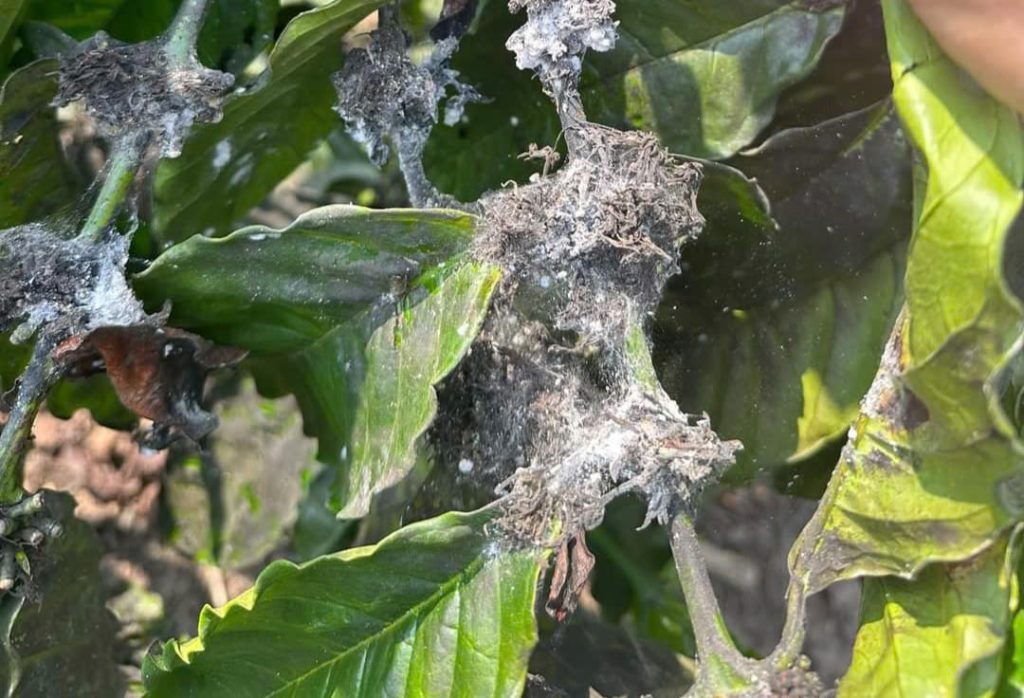 Sâu Bệnh Hại Trên Cây Cà Phê 2