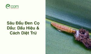 Sâu Đầu Đen