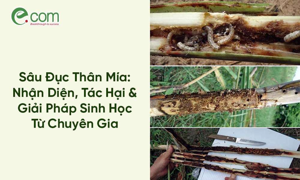 Sâu Đục Thân Mía