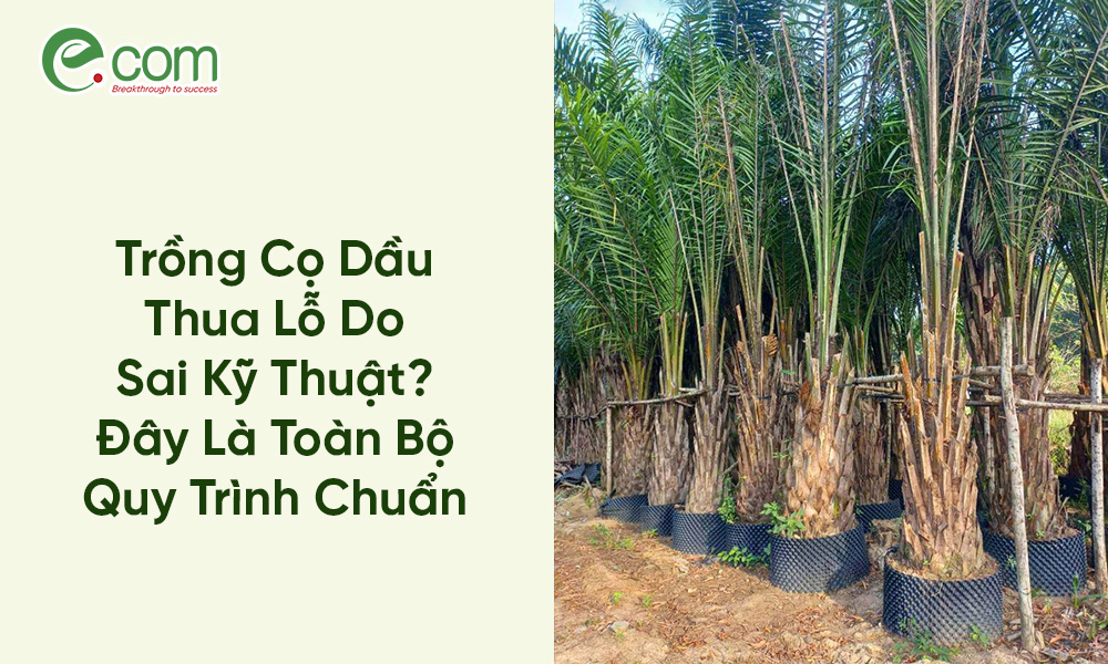 Trồng Cọ Dầu