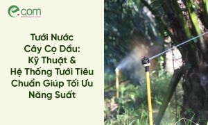 Tưới Nước Cây Cọ Dầu