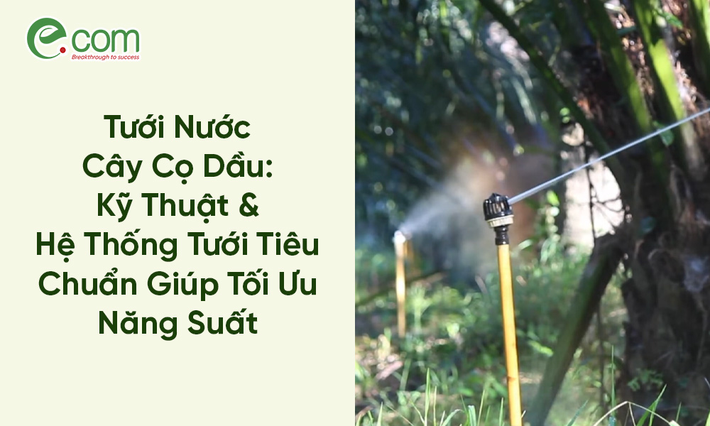 Tưới Nước Cây Cọ Dầu