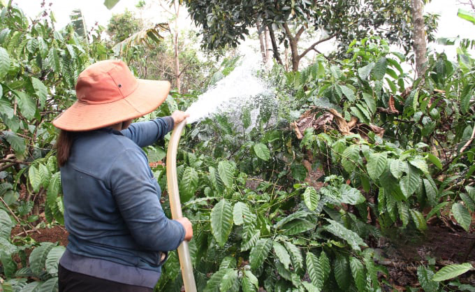 Tưới Nước Cho Cà Phê 1