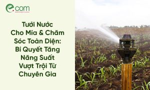 Tưới Nước Cho Mía 1