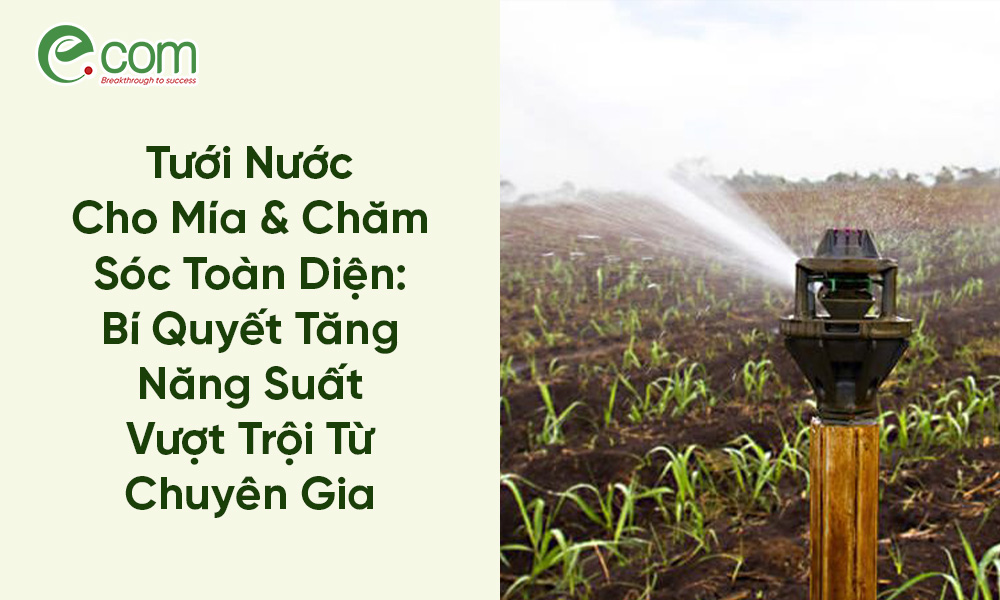 Tưới Nước Cho Mía 1