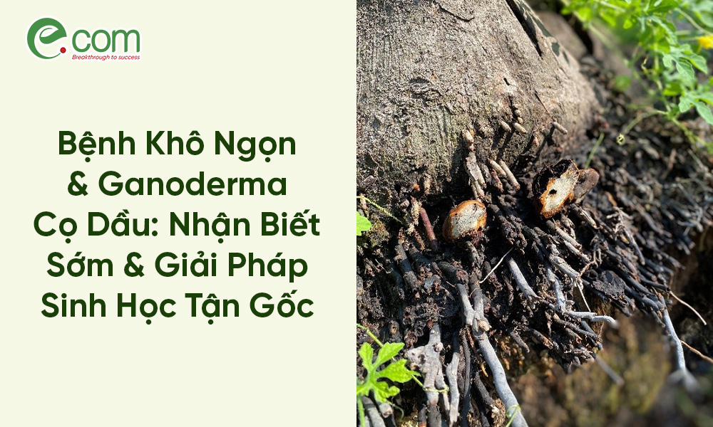 bệnh khô ngọn cọ dầu