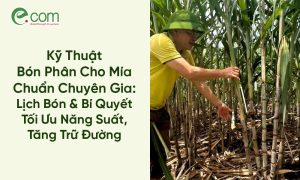 bón phân cho mía 1