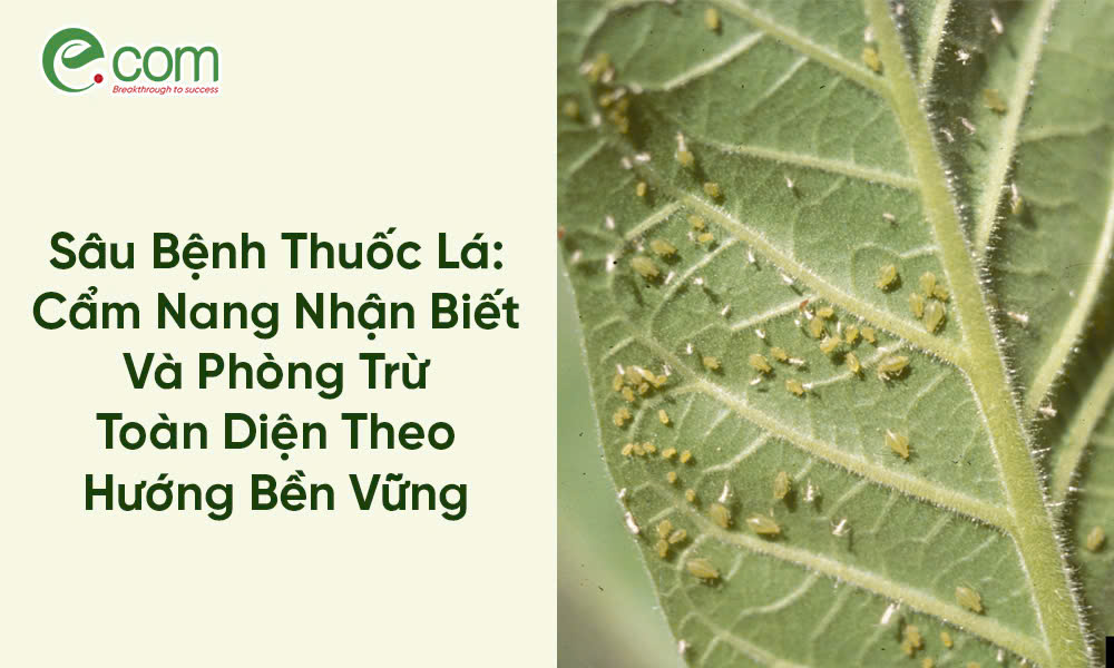 Sâu Bệnh Thuốc Lá