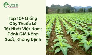 Giống Cây Thuốc Lá