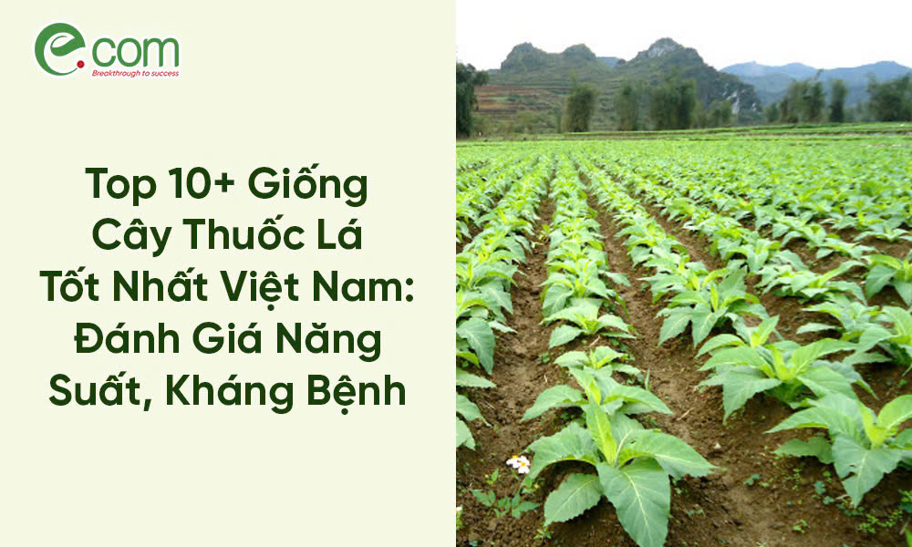 Giống Cây Thuốc Lá