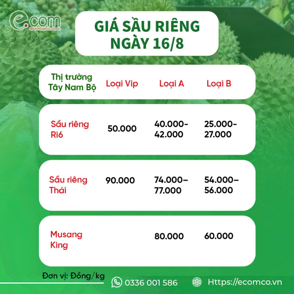giá sầu 16/8
