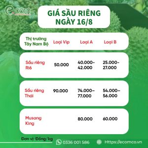 giá sầu 16/8