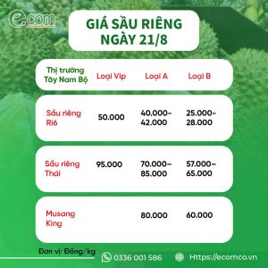 GIÁ SẦU RIÊNG HÔM NAY 21/8