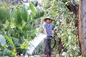 lượng nước tưới cà phê 2