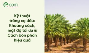 Kỹ thuật trồng cọ dầu