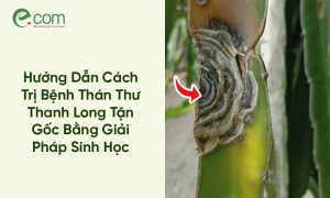 Bệnh Thán Thư Thanh Long