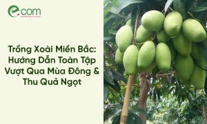 Trồng Xoài Miền Bắc