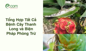 Bệnh Cây Thanh Long