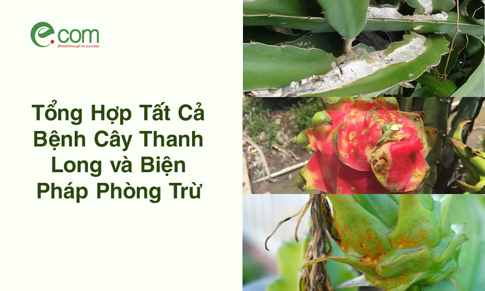 Bệnh Cây Thanh Long