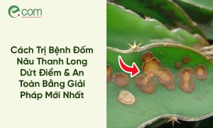 Bệnh Đốm Nâu Thanh Long