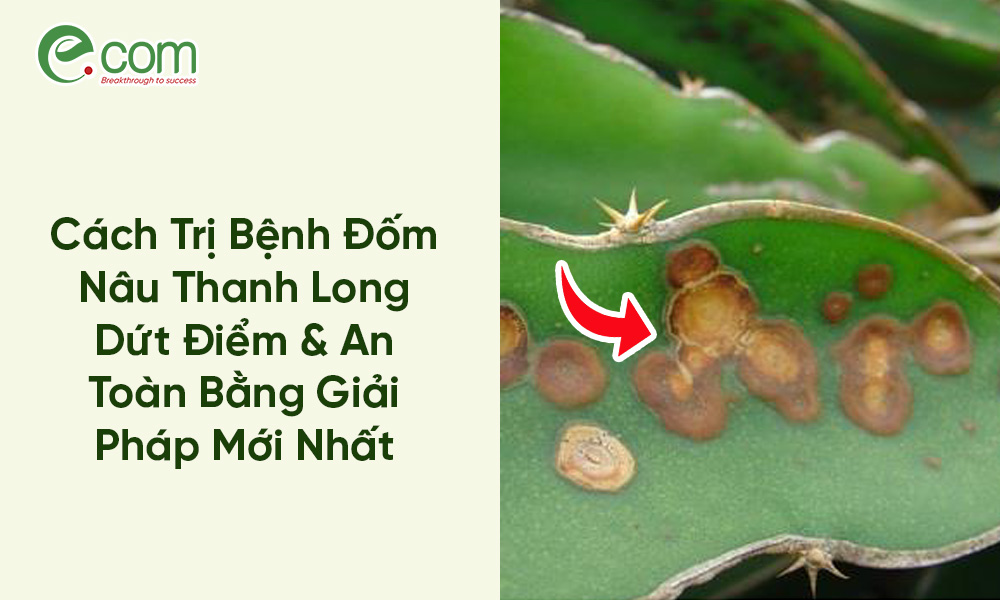 Bệnh Đốm Nâu Thanh Long