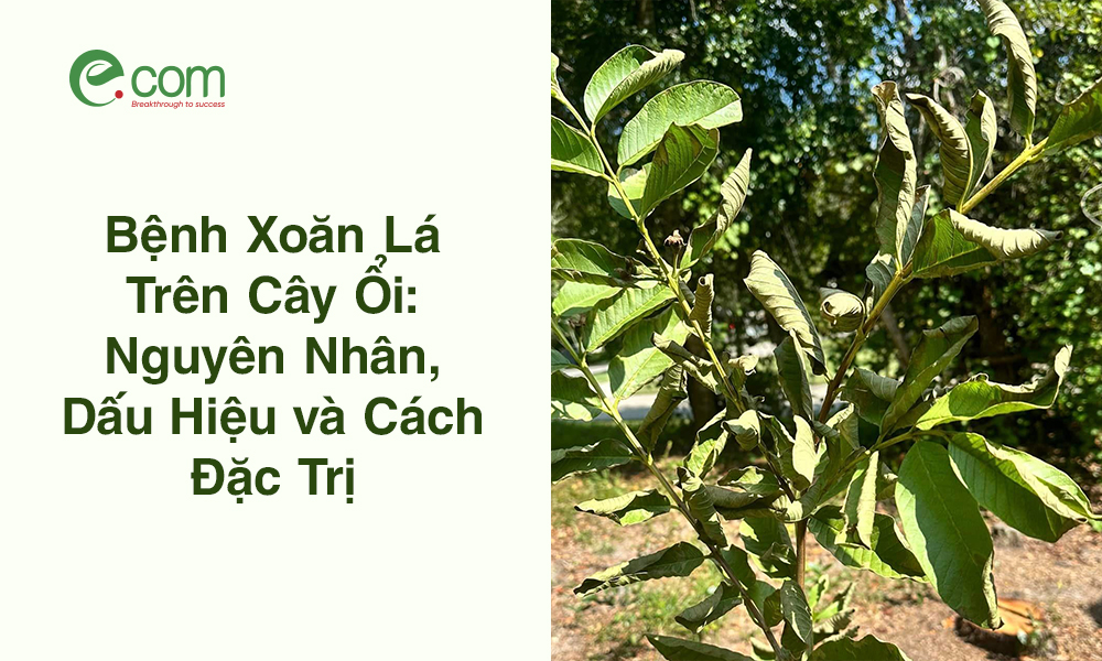 Xoăn Lá Trên Cây Ổi