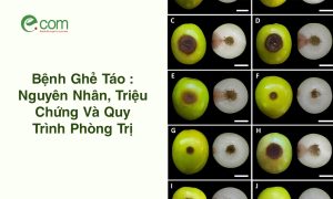 bệnh ghẻ táo (sẹo táo)