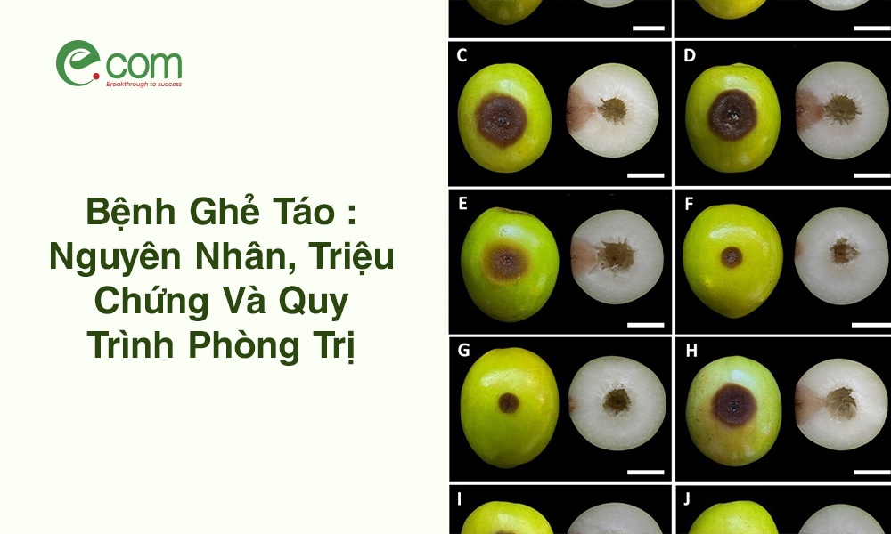 bệnh ghẻ táo (sẹo táo)