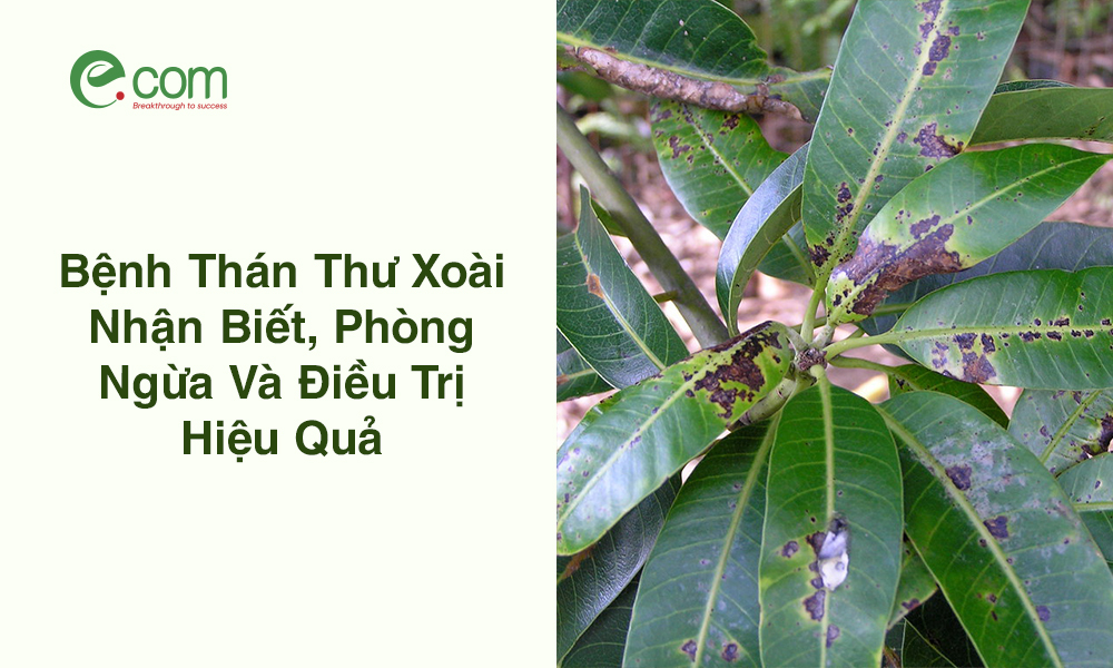 Bệnh thán thư xoài