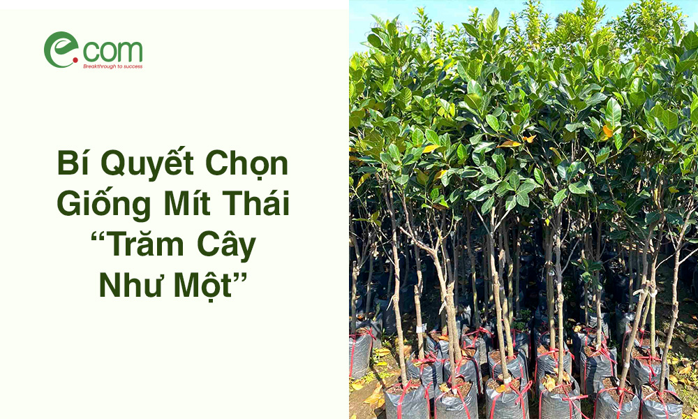 Giống Mít Thái