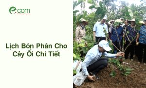 Bón Phân Cho Cây Ổi