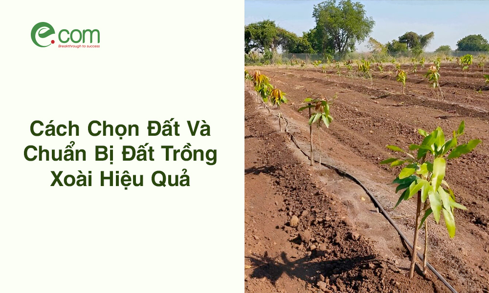 Chuẩn Bị Đất Trồng Xoài