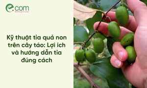 Cách Tỉa Quả Táo Non