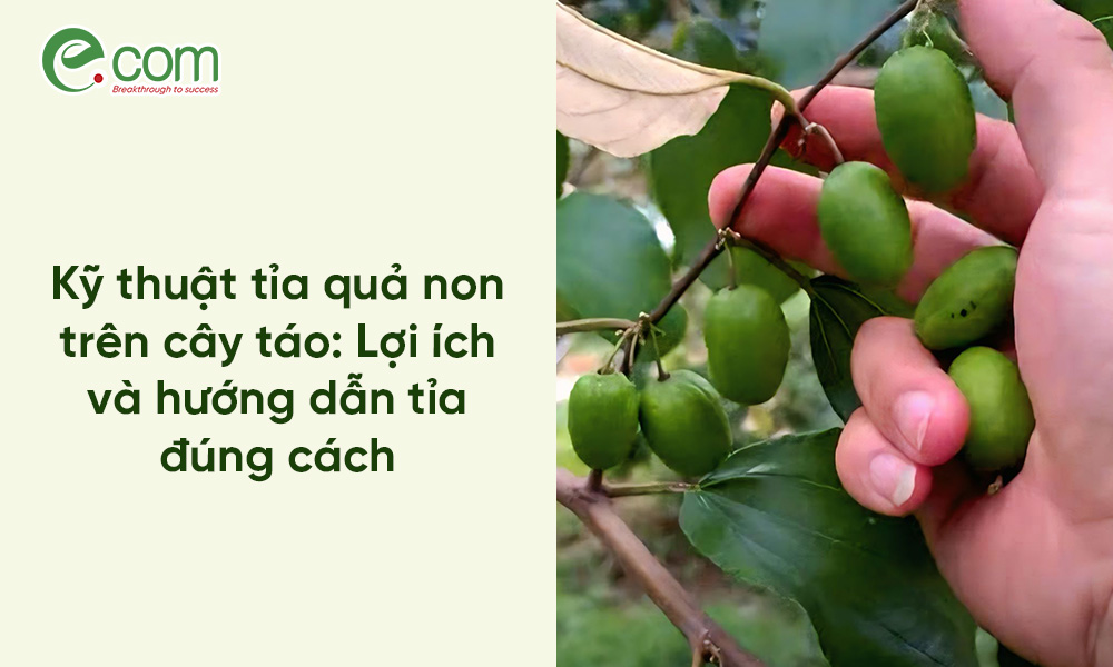 Cách Tỉa Quả Táo Non