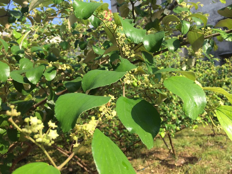 Cắt Tỉa Tạo Tán Táo Non