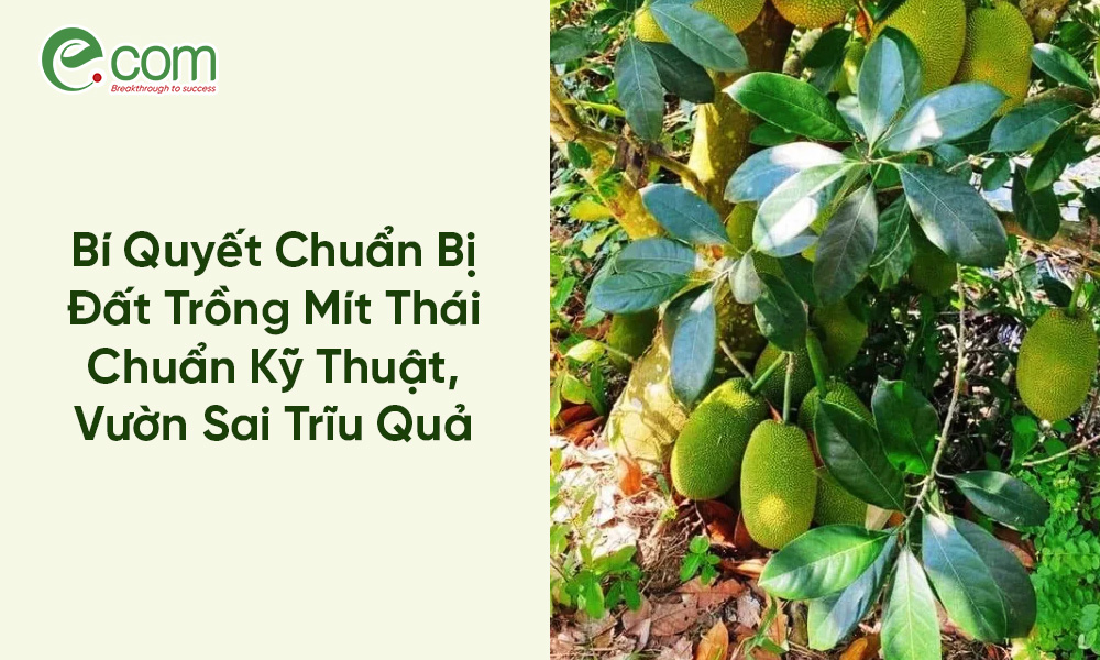 Chuẩn Bị Đất Trồng Mít Thái
