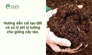 Chuẩn bị đất trồng táo