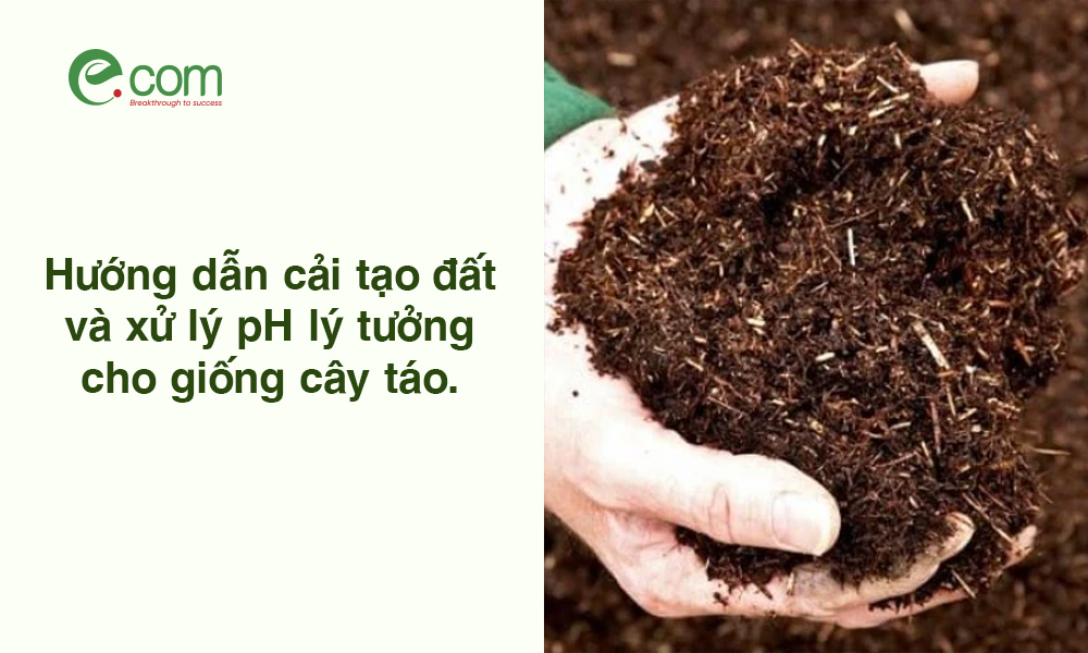 Chuẩn bị đất trồng táo