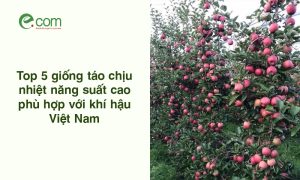 Giống Táo Trồng Ở Việt Nam