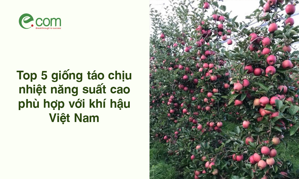 Giống Táo Trồng Ở Việt Nam