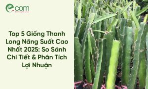 Giống Thanh Long