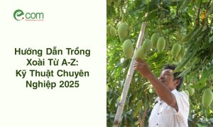 trồng xoài